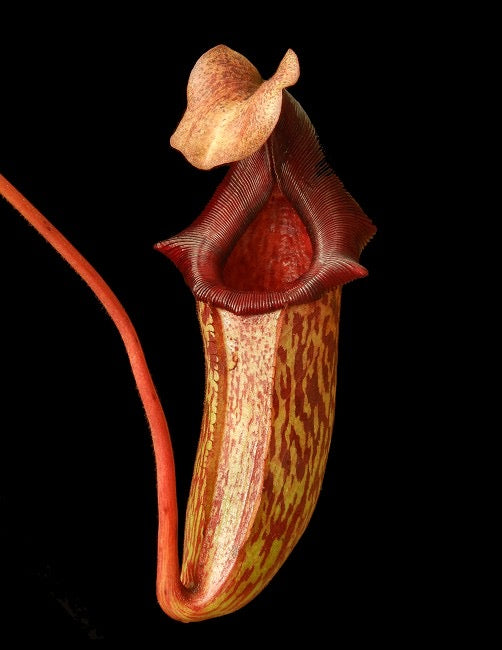 Nepenthes rajah x ( veitchii x platychila ) Potted