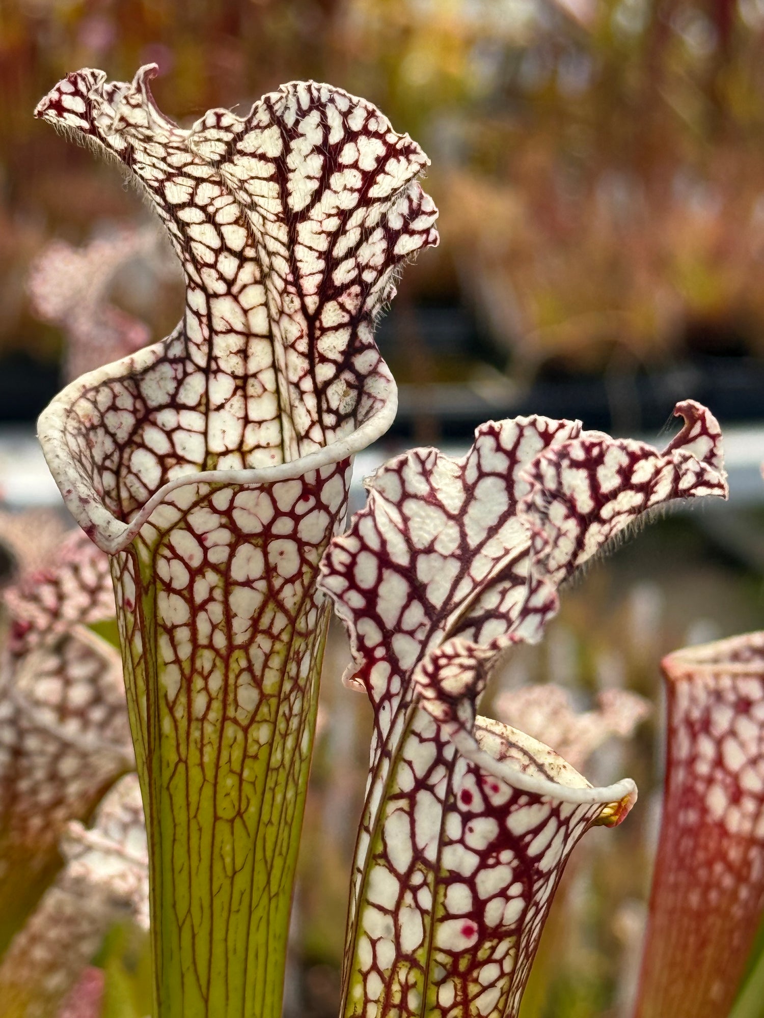 Sarracenia leucophylla "Last Site, Sumter Co, GA" Clone D Potted