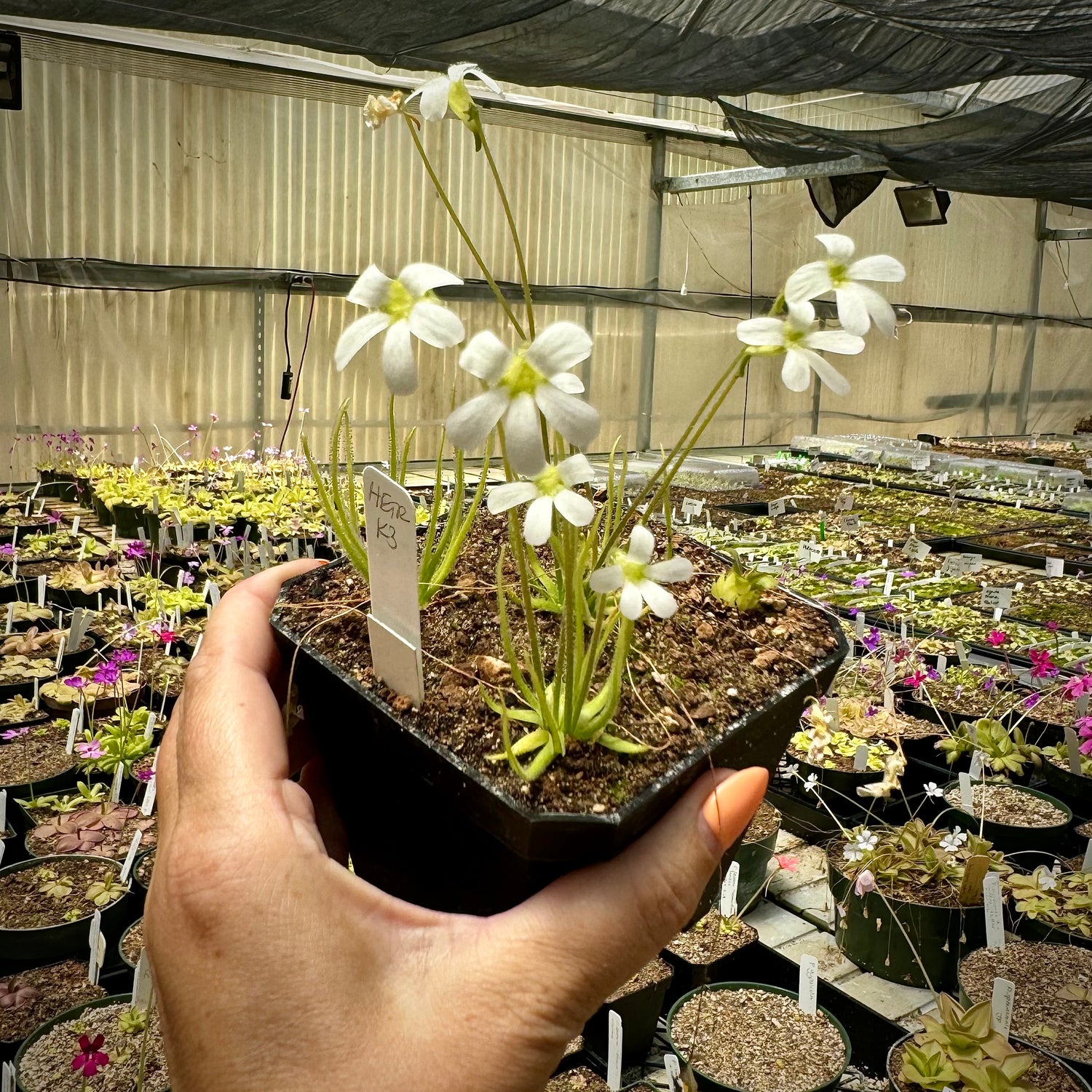 Pinguicula heterophylla “Concepcion, Papalo, Mexico” BARE ROOT