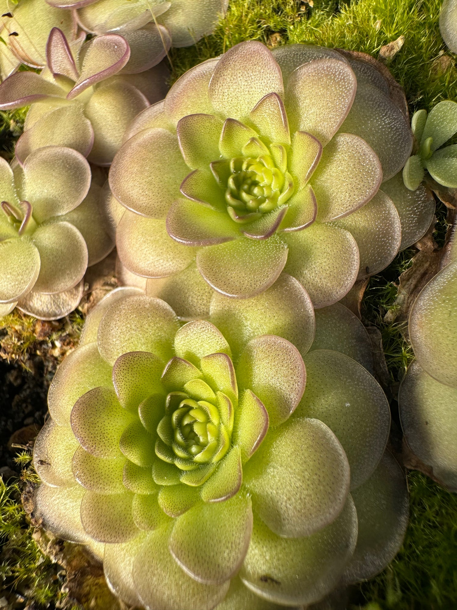 Pinguicula x “St Elmo’s Fire” BARE ROOT