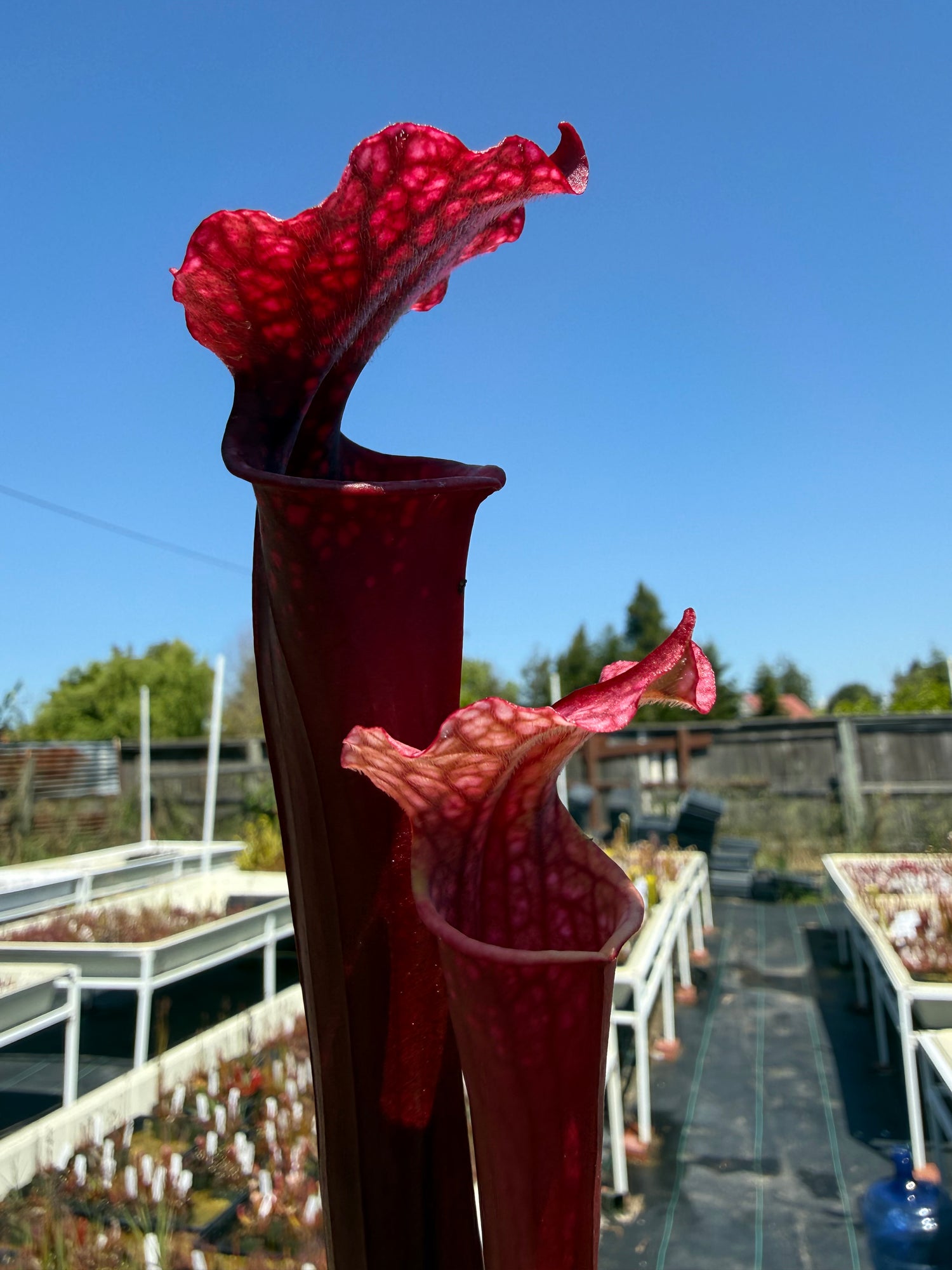 Sarracenia ( ‘Dana’s Delight’ ) x ( ‘Saurus’ ) Potted