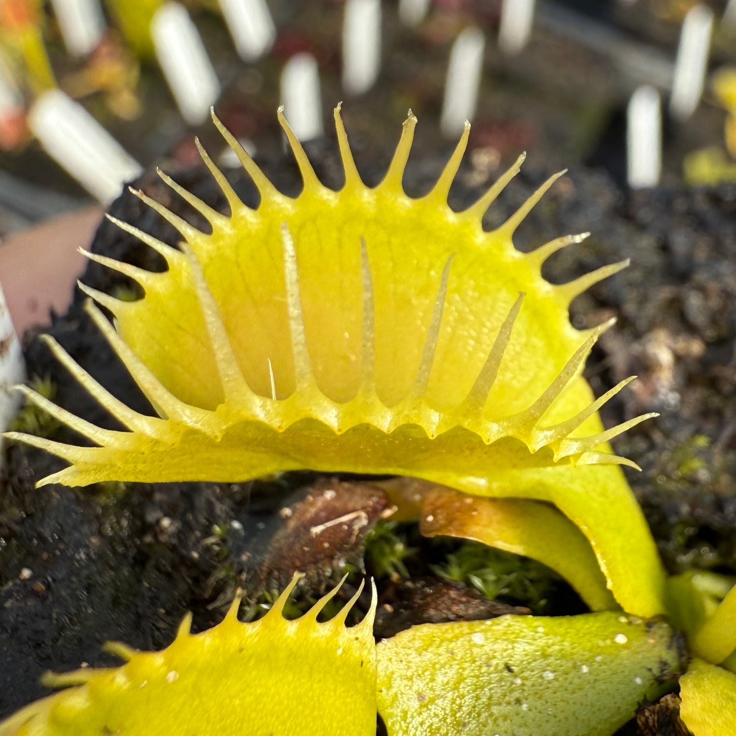 Dionaea m. ‘Rabbit Teeth’ JH Potted