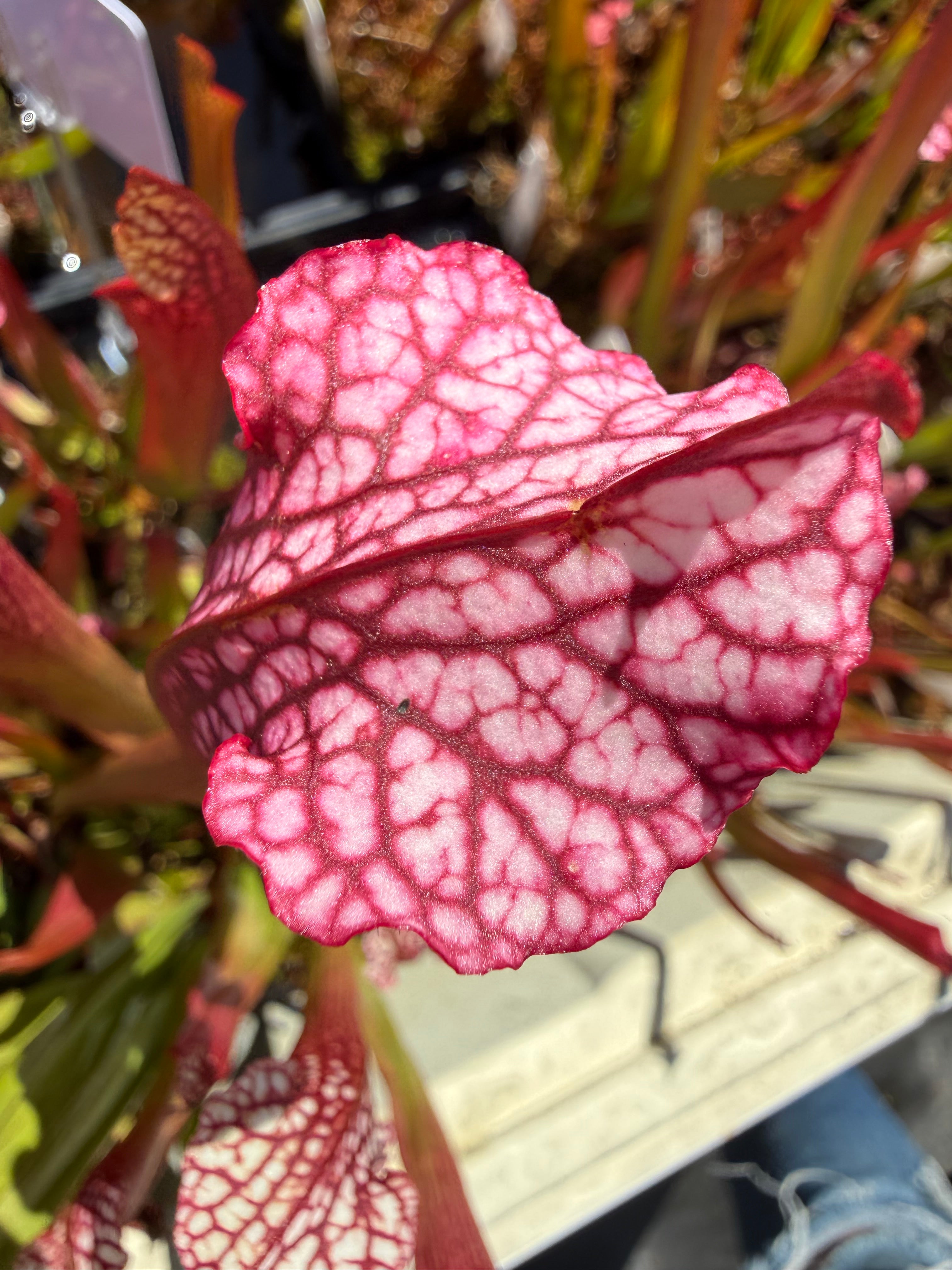 Sarracenia ( 'Dana's Delight' ) x ( 'Saurus' ) Potted