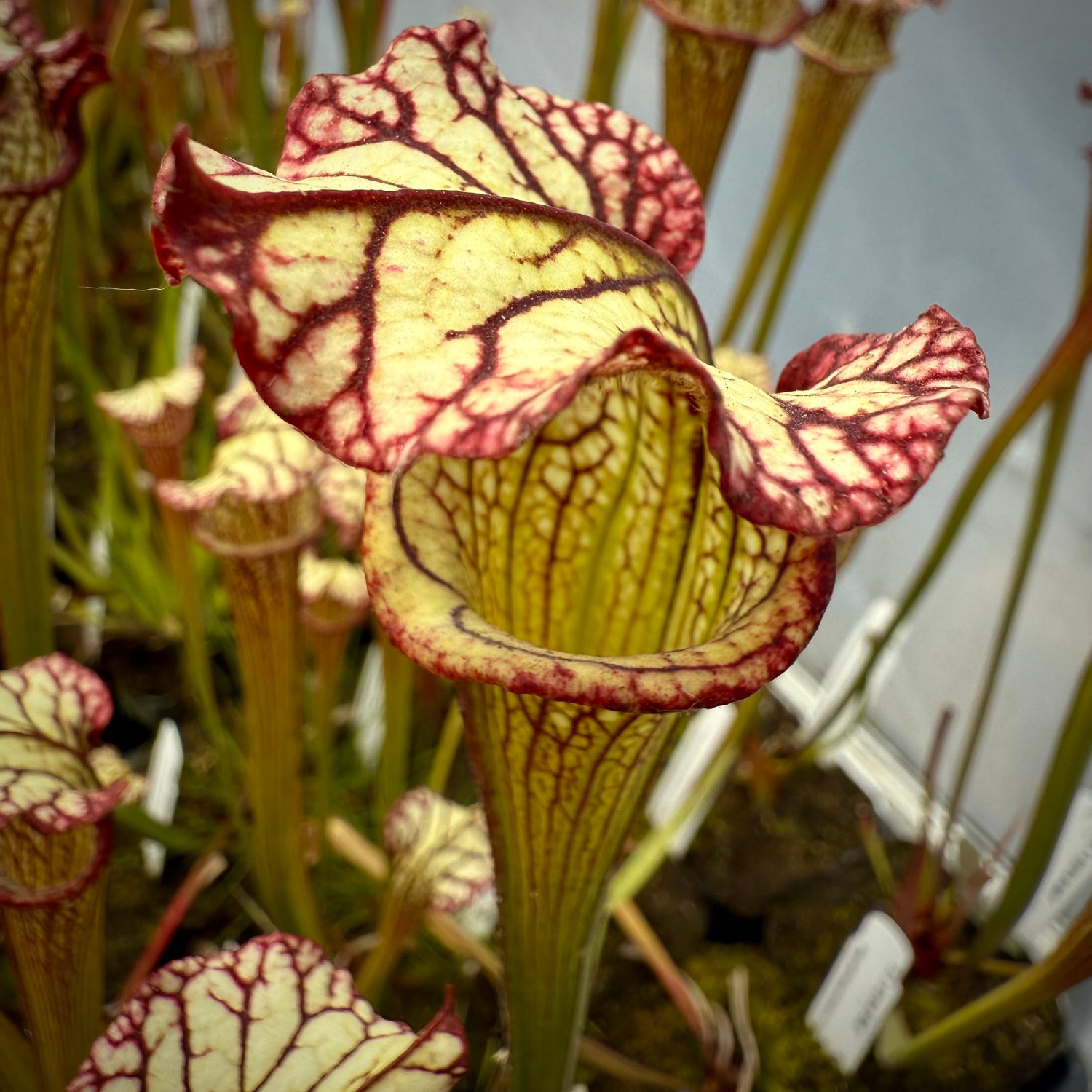 Sarracenia x ‘Lynda Butt’ Potted