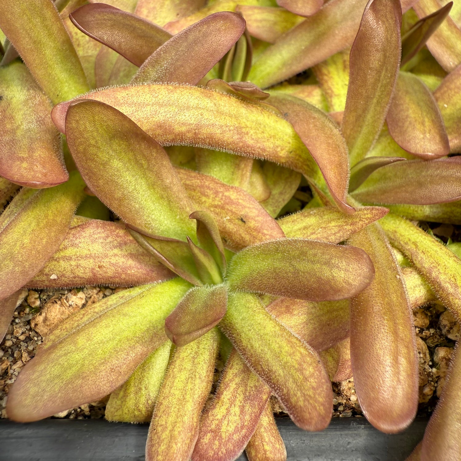 Pinguicula x “Shelob” BARE ROOT