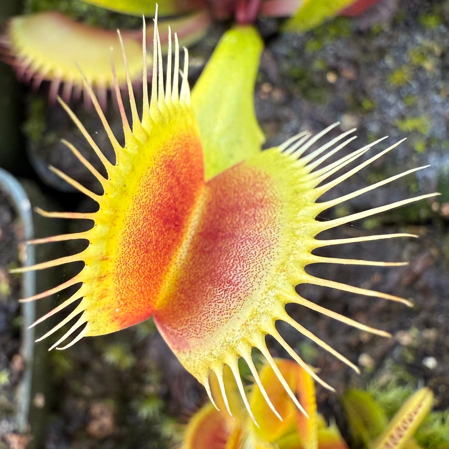 Dionaea m. 'Perfect Teeth' Potted