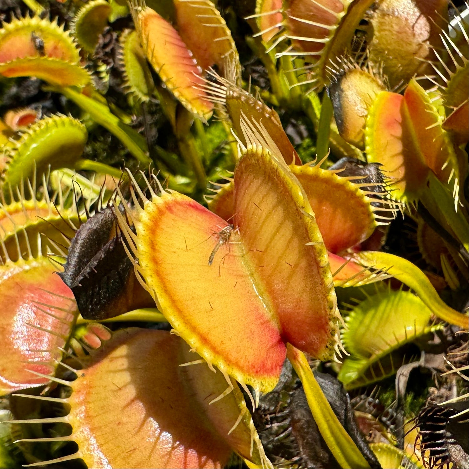Dionaea m. “Red Line CK” Potted