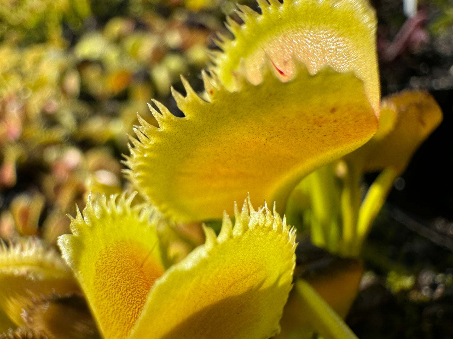 Dionaea m. 'Lunatic Fringe' Potted