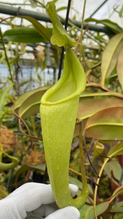 Nepenthes maxima "Sulawesi wavy leaf" Clone 1 BE-3907 Potted