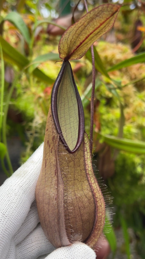 Nepenthes tentaculata “Gng. Tambusisi” Potted