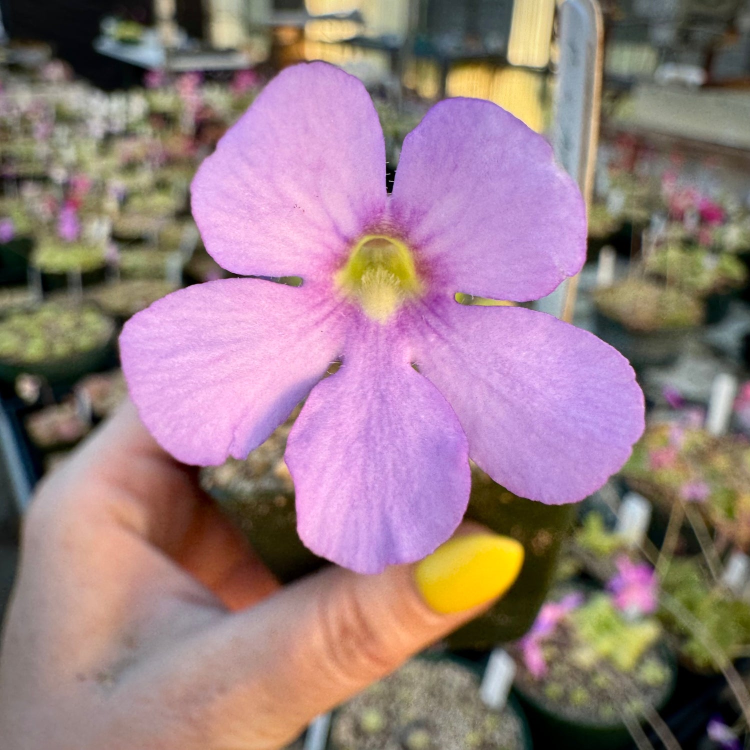 Pinguicula x ‘Aphrodite’ BARE ROOT