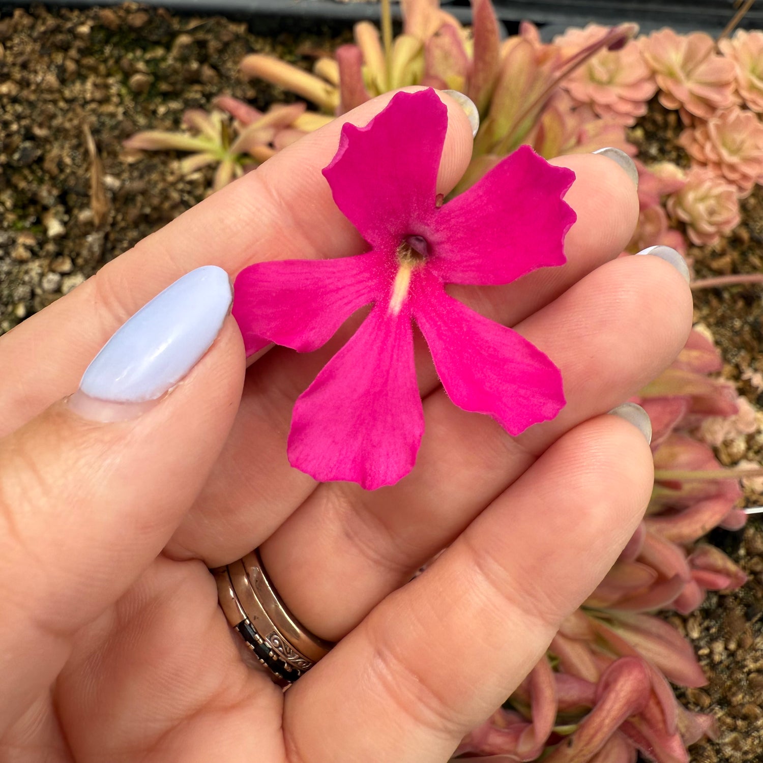 Pinguicula x “Shelob” BARE ROOT