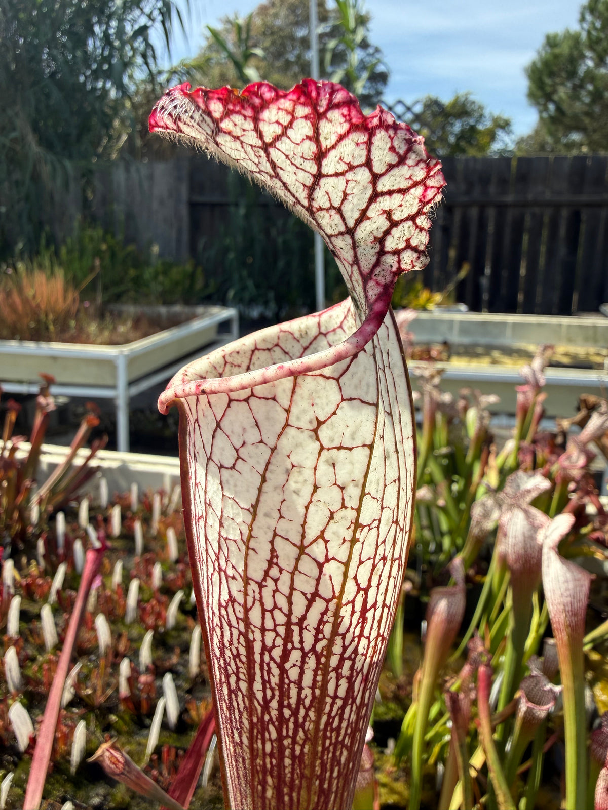 Sarracenia leucophylla Baldwin Co. “Puffy Cheeks” Potted