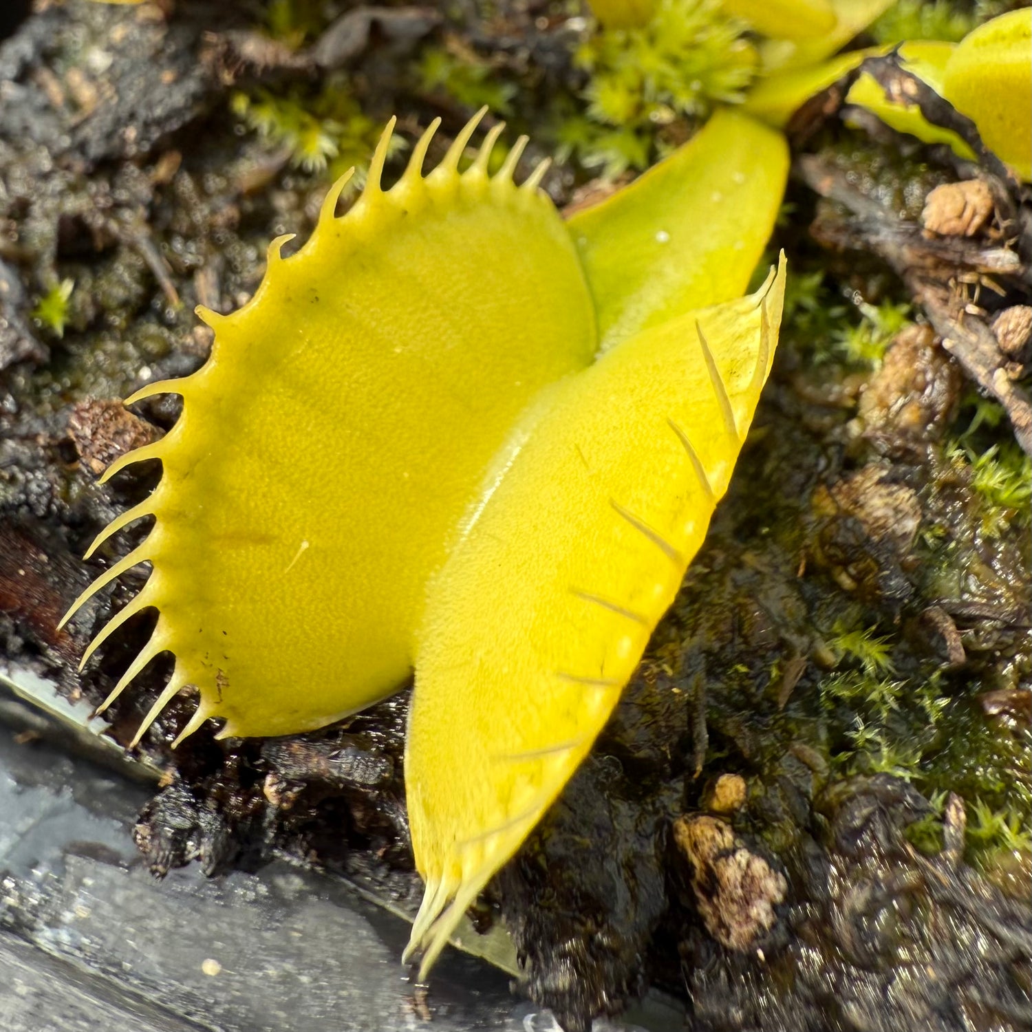 Dionaea m. 'Olive Green' JH Potted