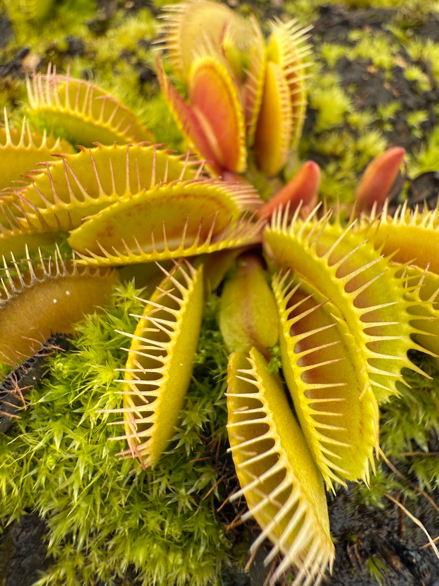 Dionaea m. “Cluster Trap” JH Potted