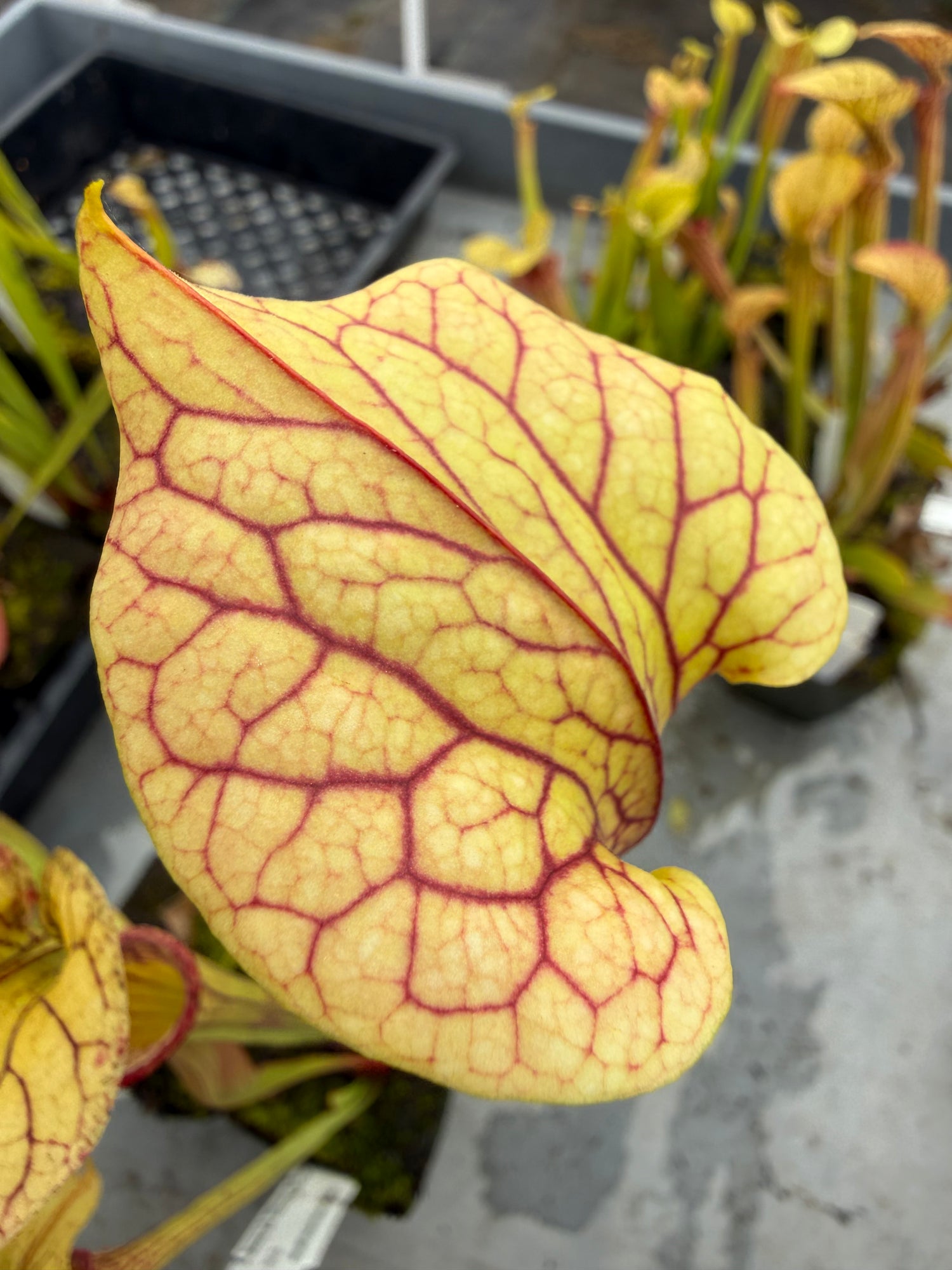 Sarracenia ﻿leucophylla ‘Wilkerson’s Red Rocket’ x oreophila RC Potted