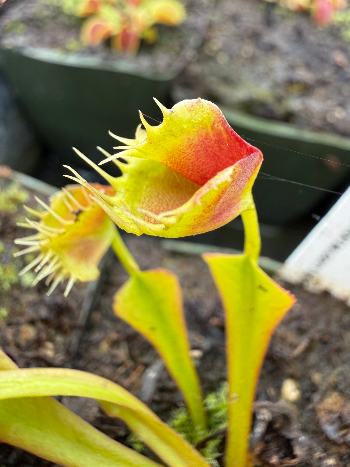 Dionaea m. ‘Phyllopterix’ Potted