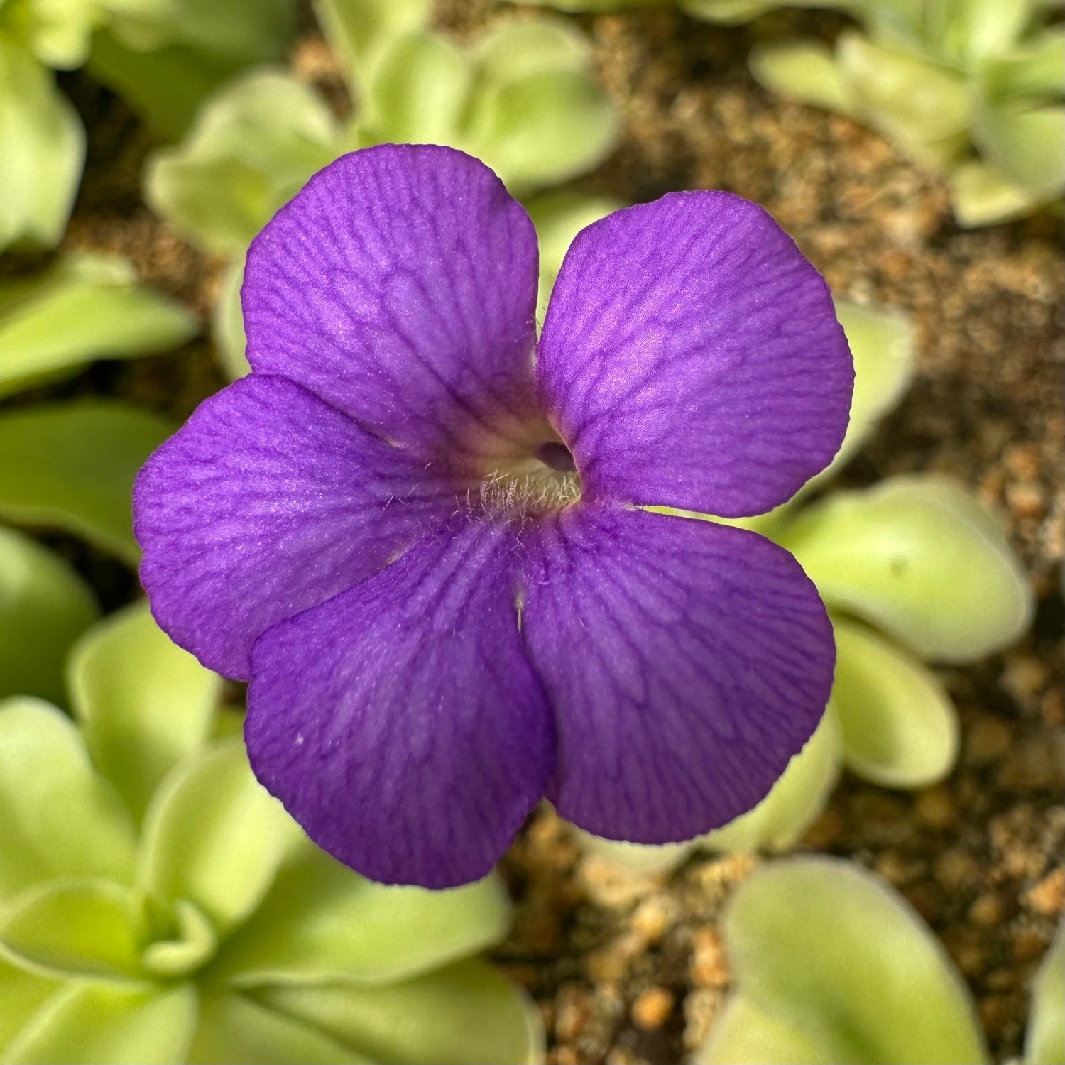 Pinguicula gigantea “red flush” x cyclosecta BARE ROOT