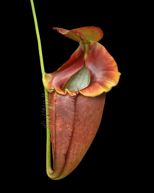 Nepenthes spathulata x tenuis Potted