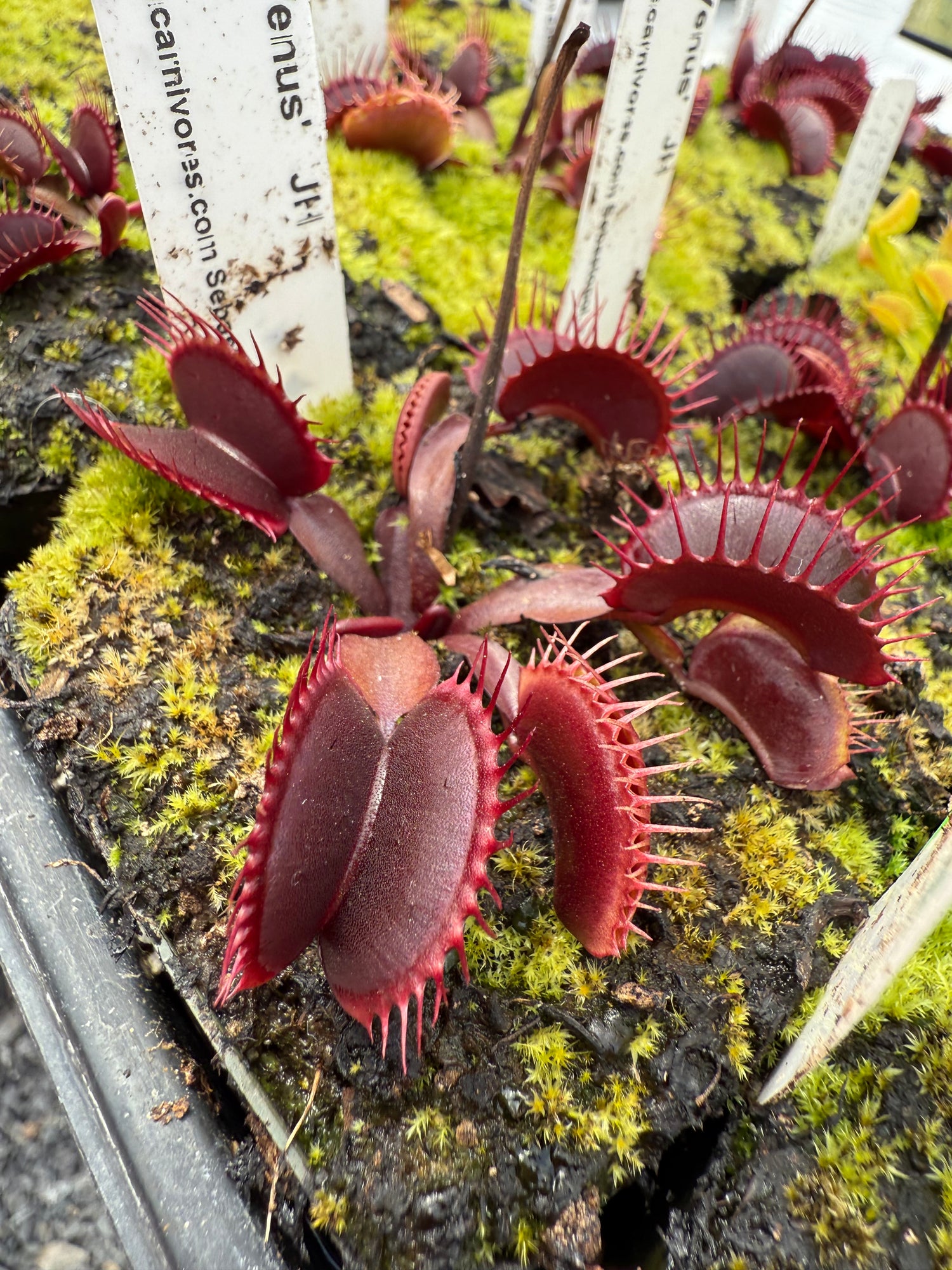 Dionaea m. 'Pink Venus' Potted