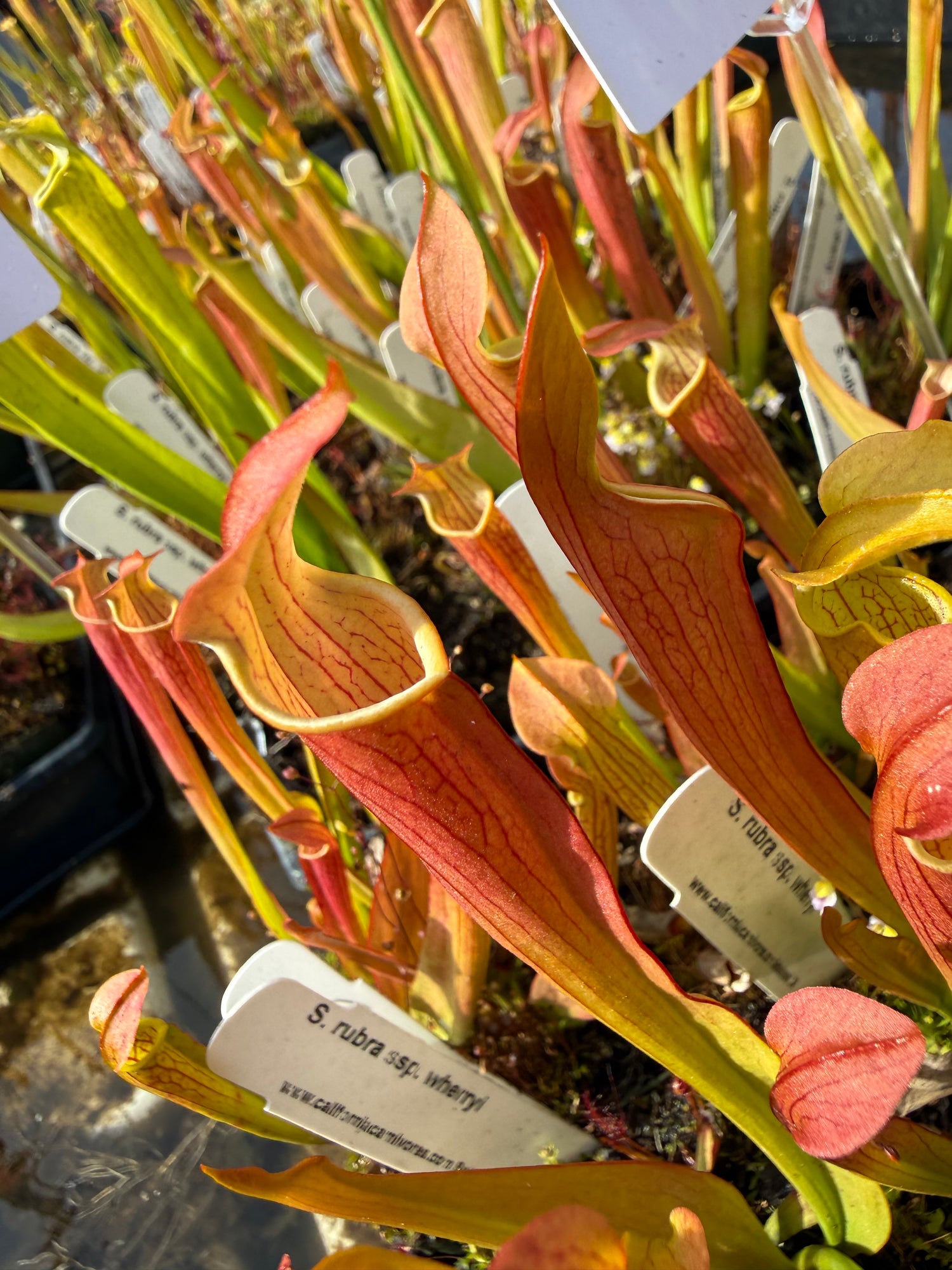 Sarracenia rubra ssp wherryi Potted