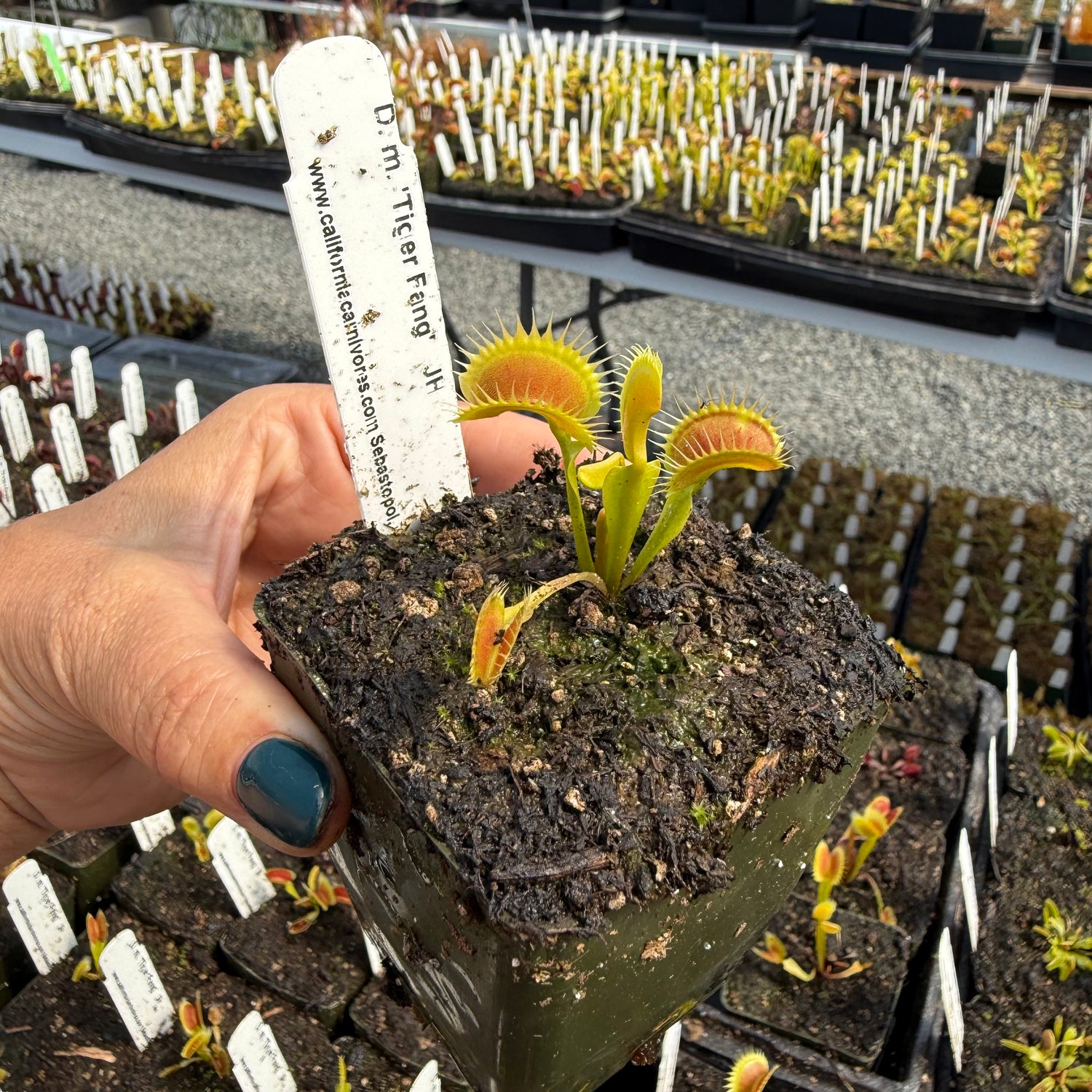 Dionaea m. ‘Tiger Fang' JH Potted