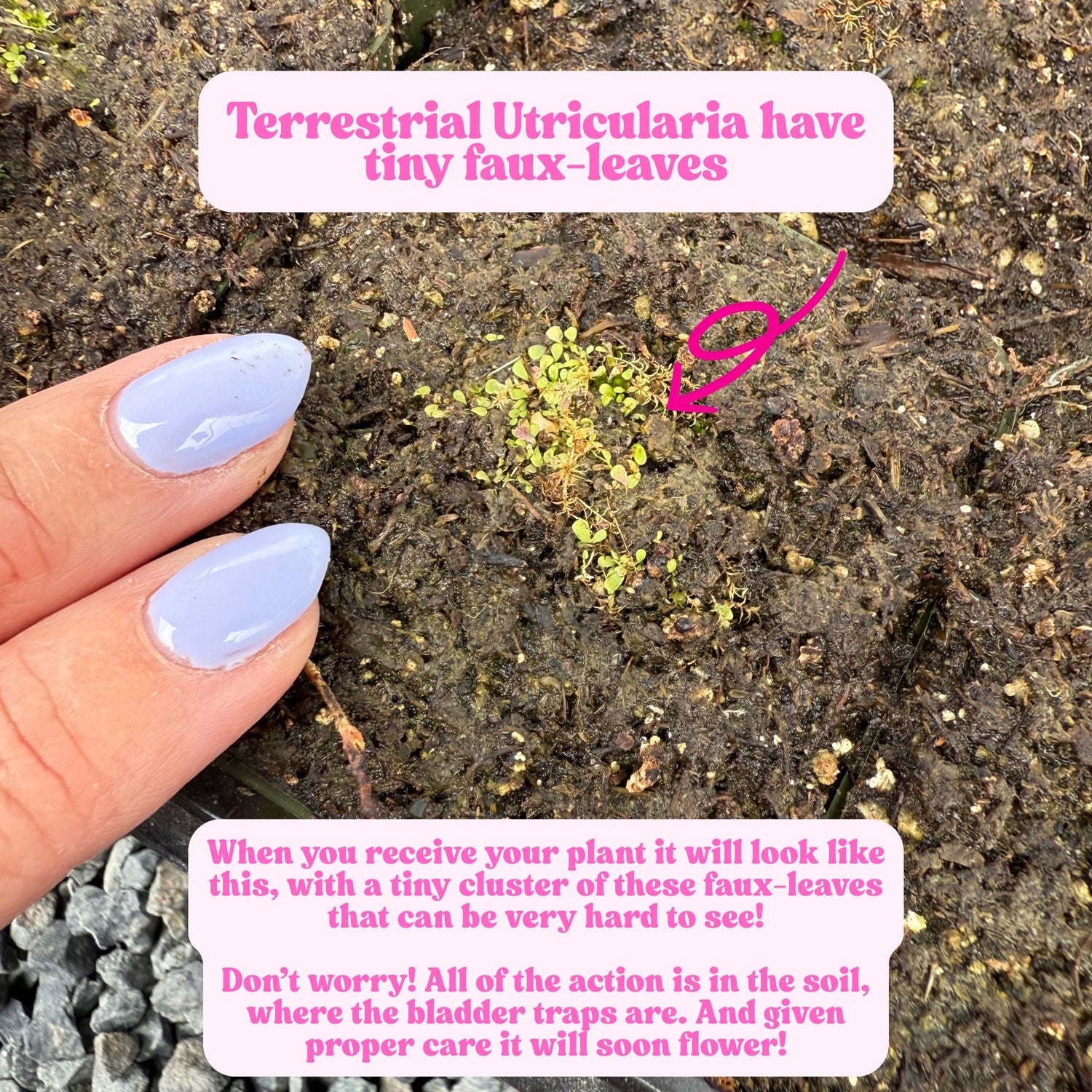 Utricularia livida Potted