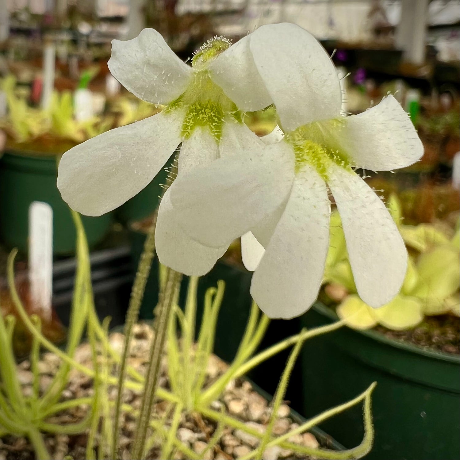 Pinguicula heterophylla “Concepcion, Papalo, Mexico” BARE ROOT