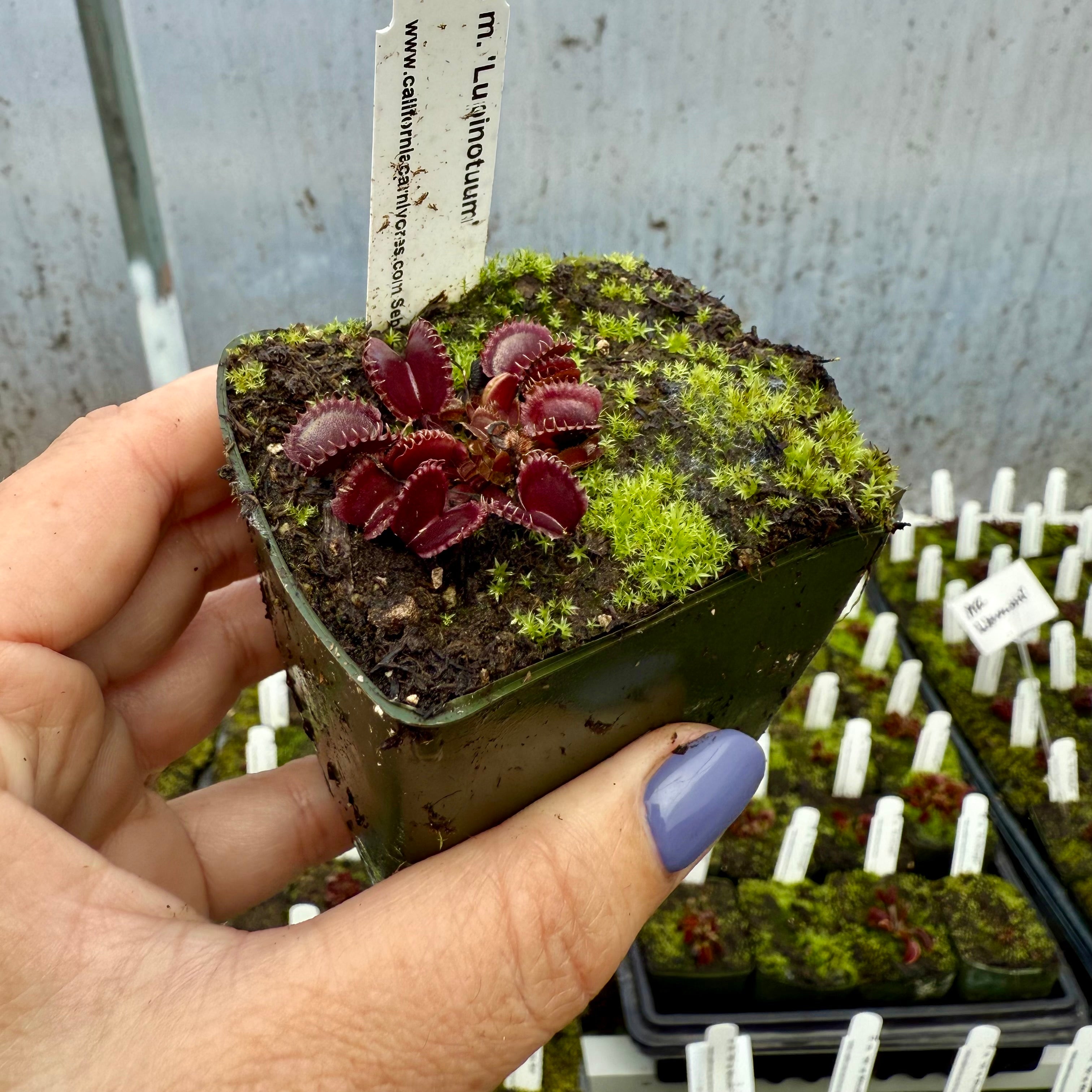 メンフィス・デパイ　リヨン Memphis Depay Breaks His Olympique Lyonnais Duct in 4-0 Romp