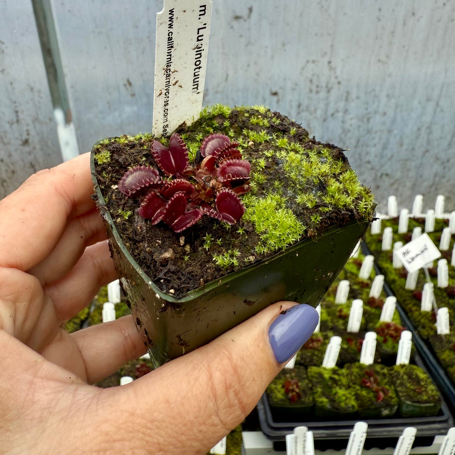 Dionaea m. “Lupinotuum” Potted