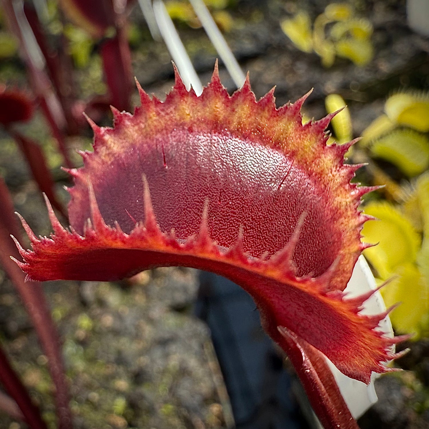 Dionaea m. ‘FTS Incredible Red Hulk' JH Potted