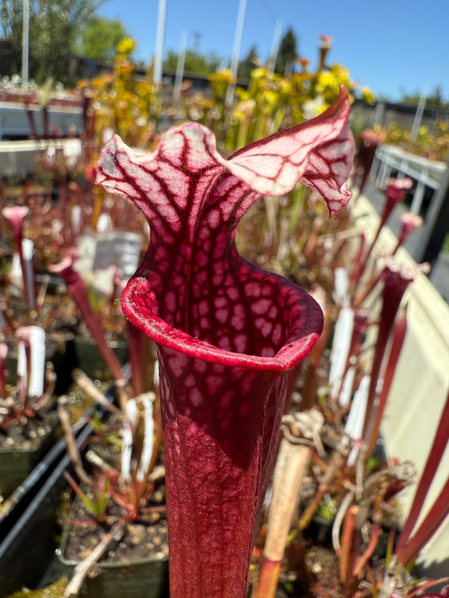 Sarracenia leucophylla ‘Pink Lady’ x ( x ‘Ellie Wang’ ) Potted