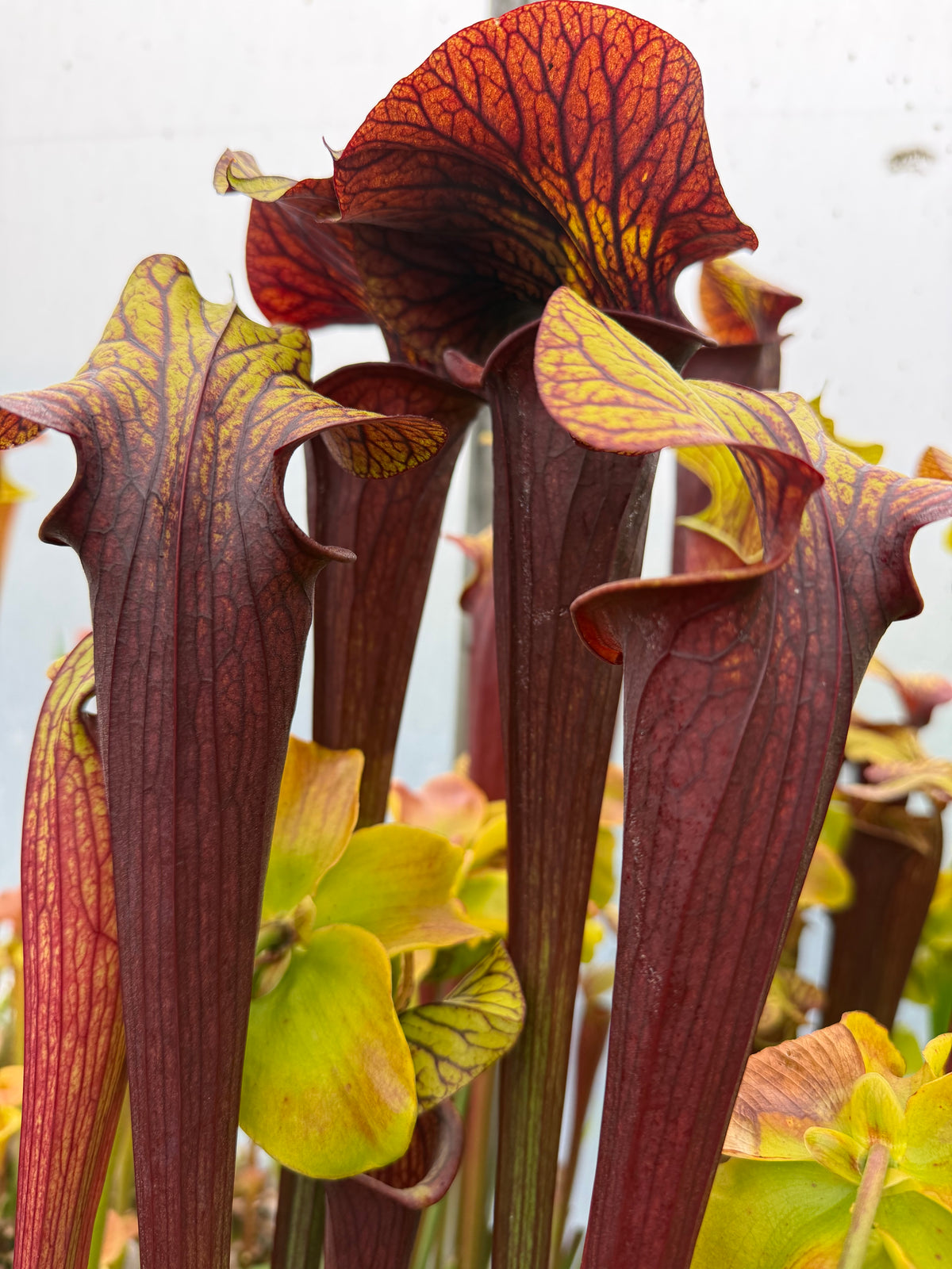 Sarracenia x “Aunt Widow” Potted
