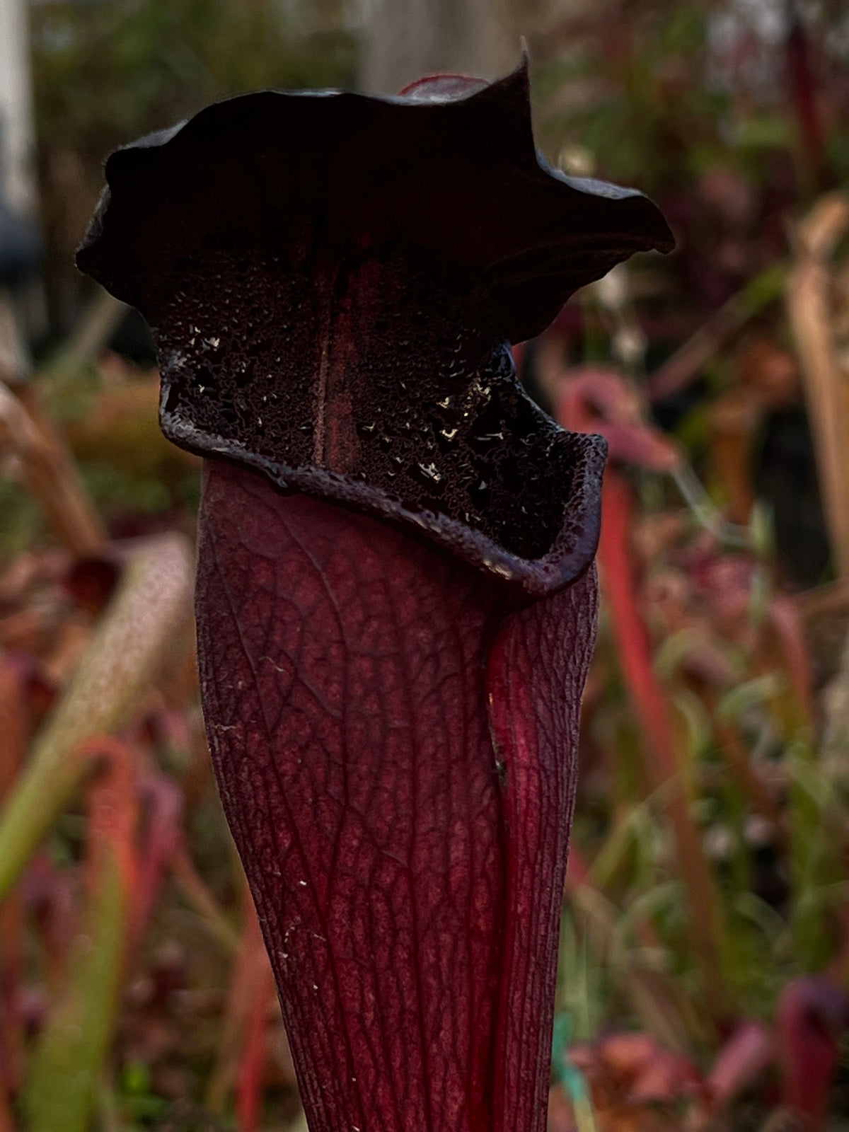 Sarracenia alata “Dark Crystal” Potted