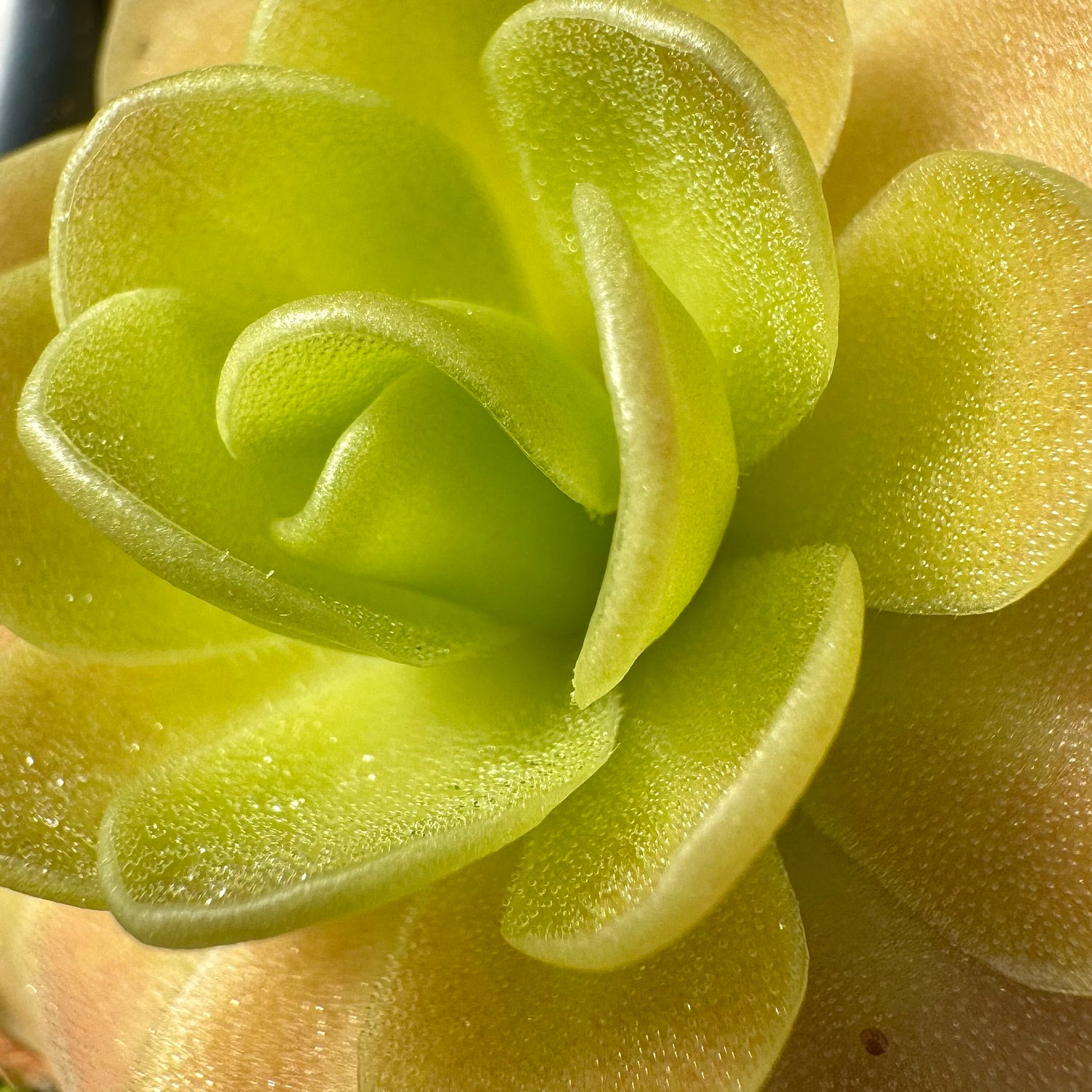 Pinguicula x “Moonshine” BARE ROOT