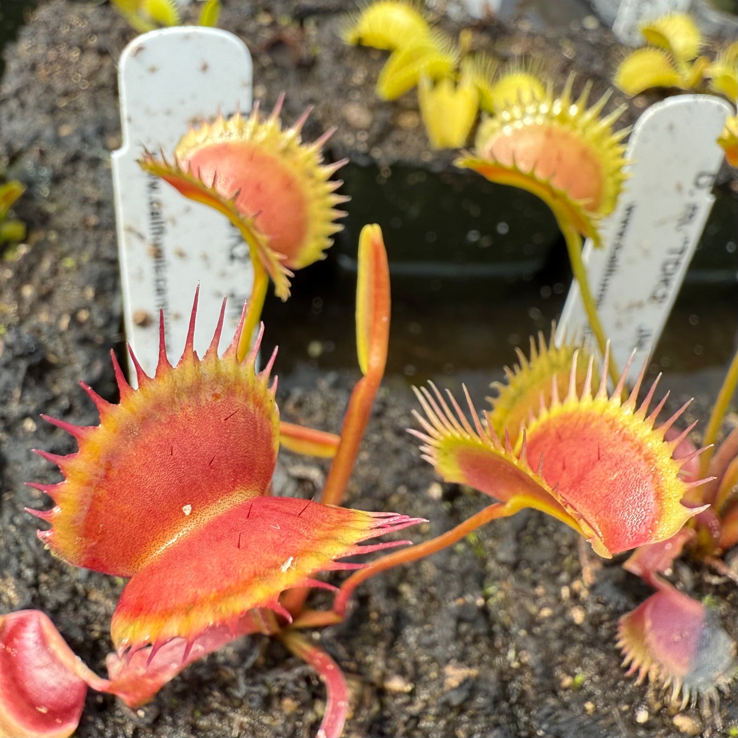 Dionaea m. “TDK2” JH Potted