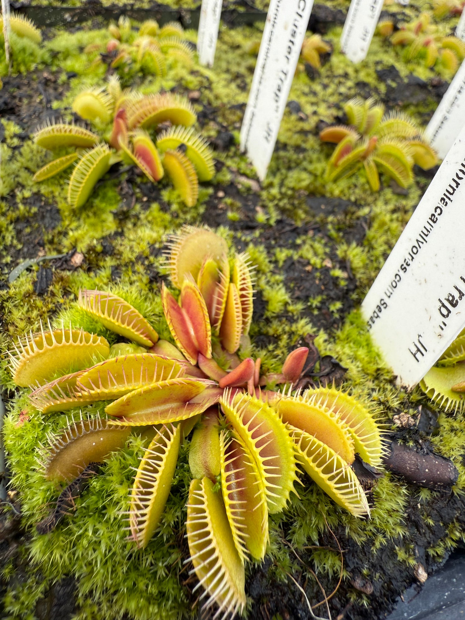 Dionaea m. “Cluster Trap” JH Potted