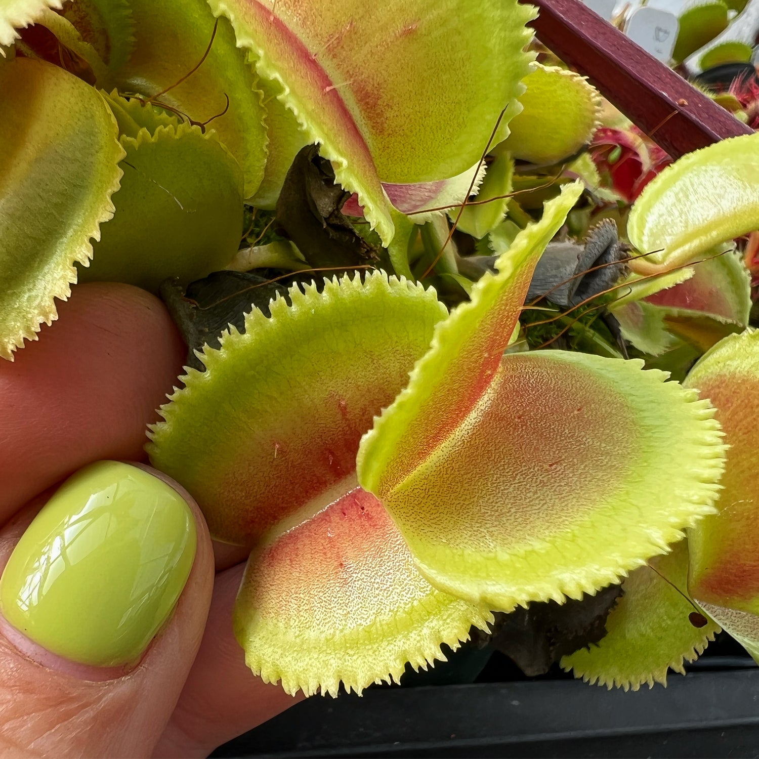 Dionaea m. 'Whale' JH Potted