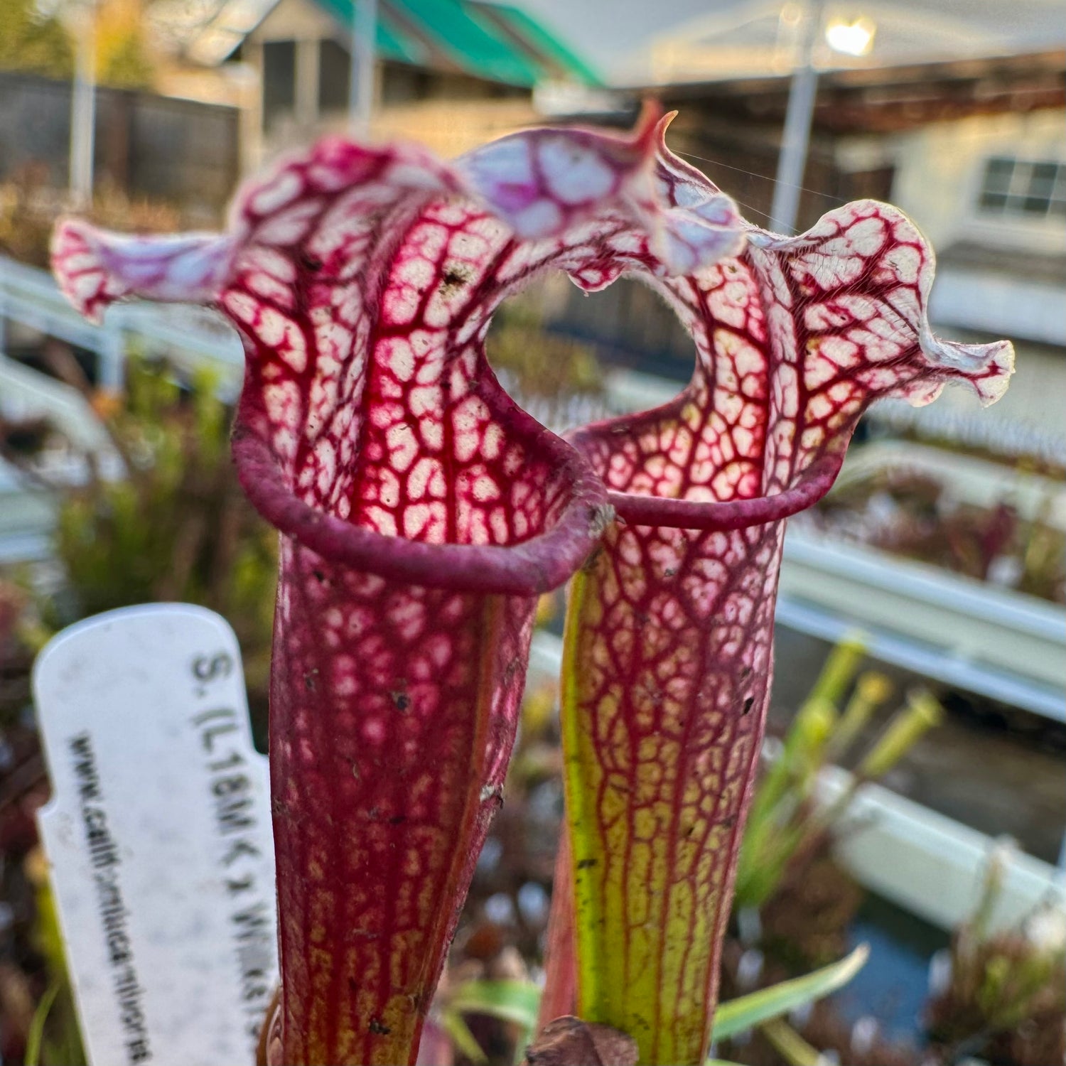 Sarracenia leucophylla “L18MK Red-White Throat” x ( x ‘Ellie Wang’ ) Potted