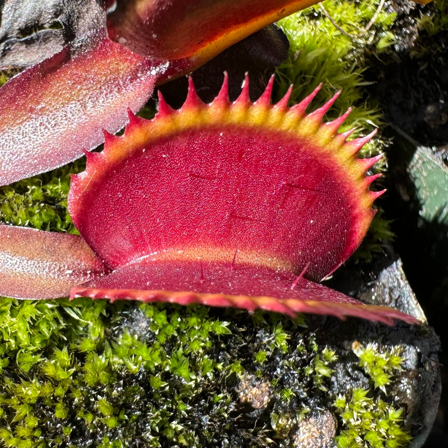 Dionaea m. “Red Shark Teeth” Potted