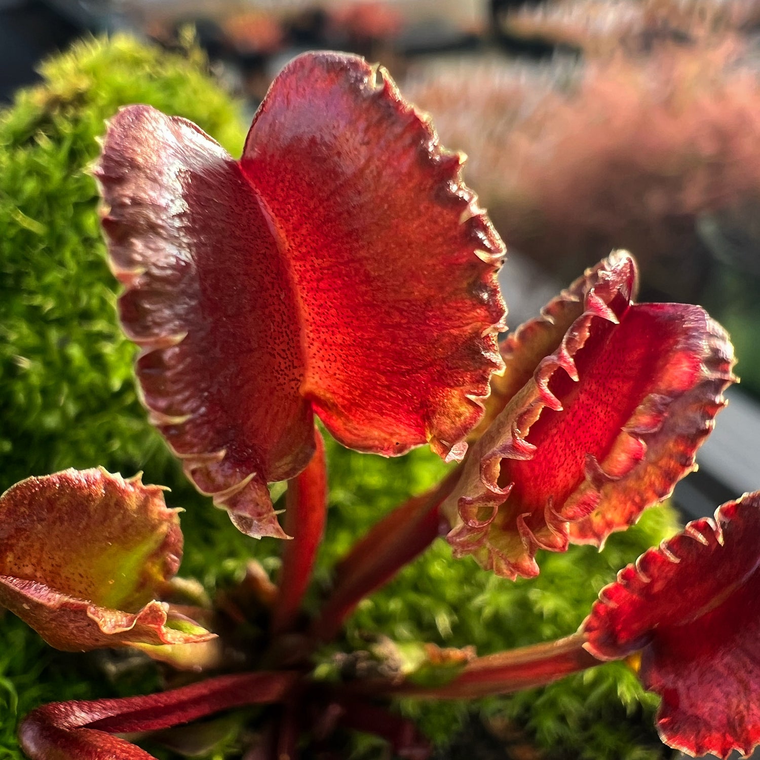 Dionaea m. “AR Werewolf” Potted
