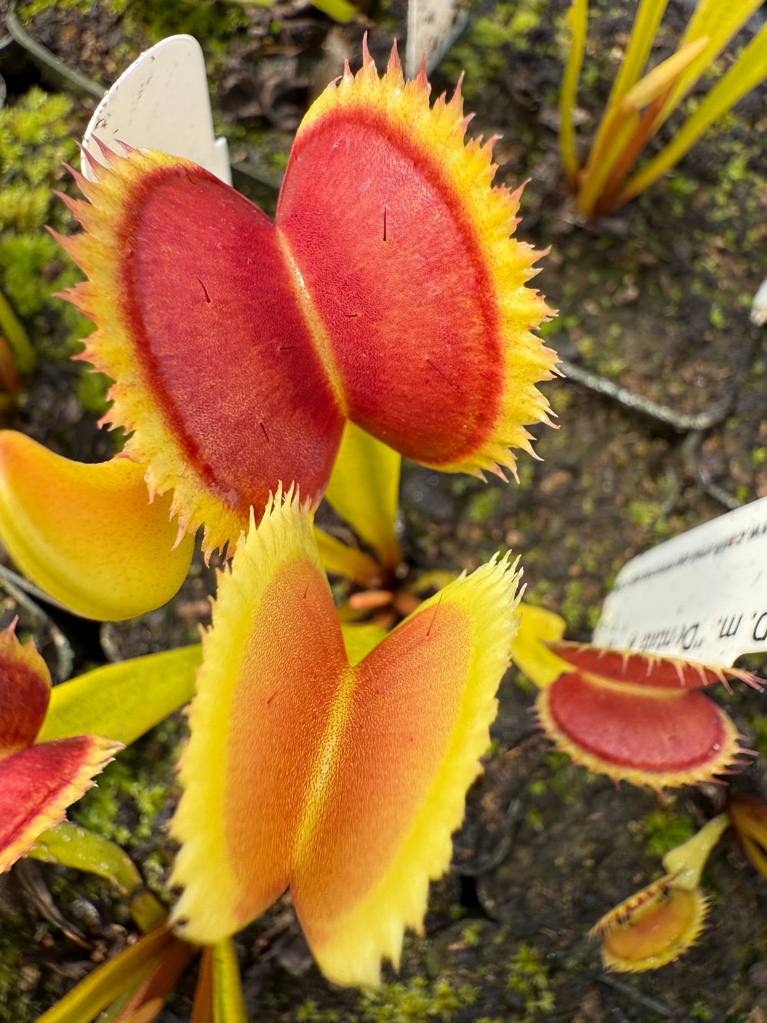 Dionaea m. 'Dentata A’ JH Potted