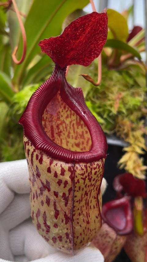Nepenthes x ‘Mimi’ Potted