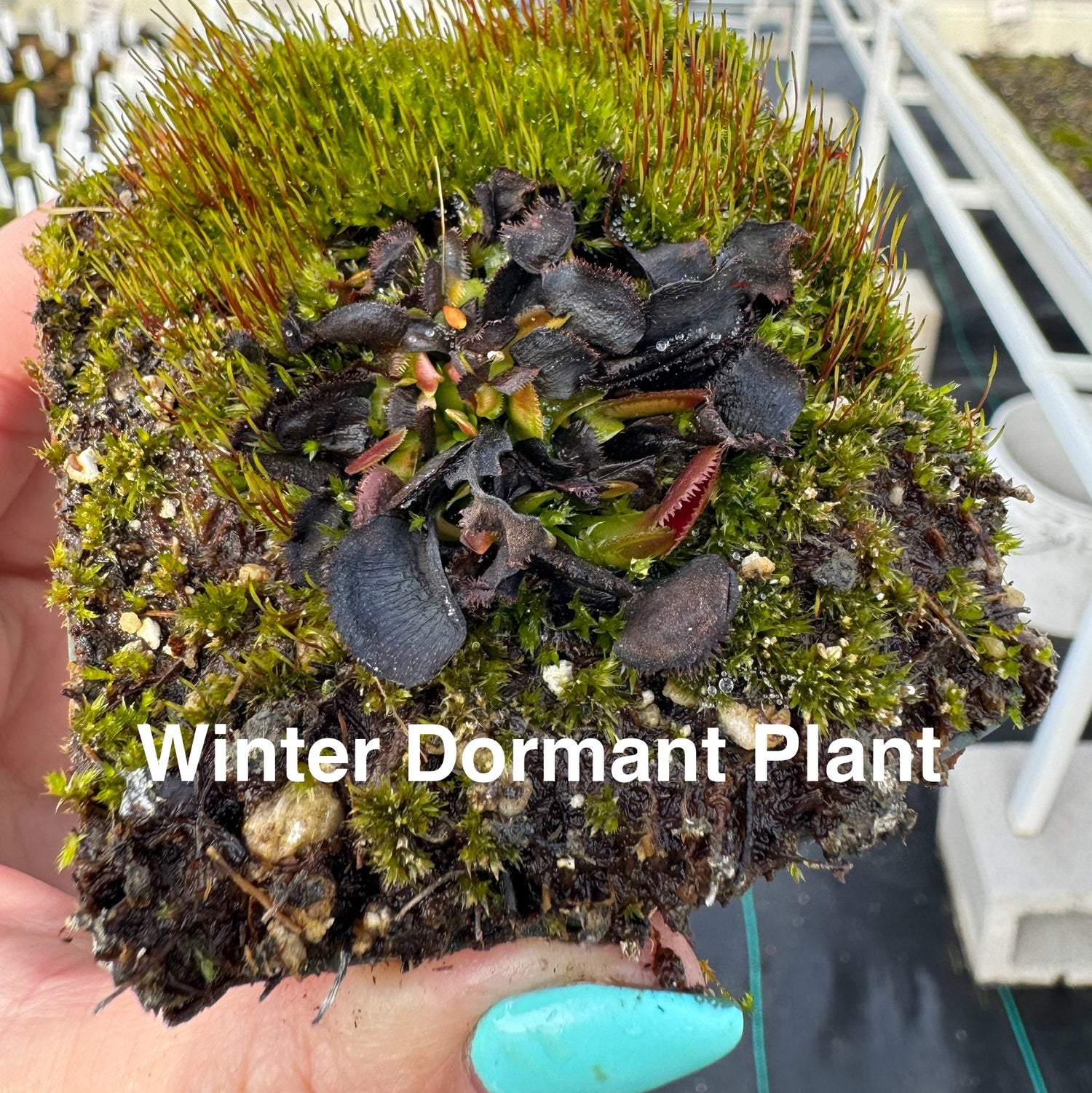 Dionaea m. 'Mirror' JH Potted