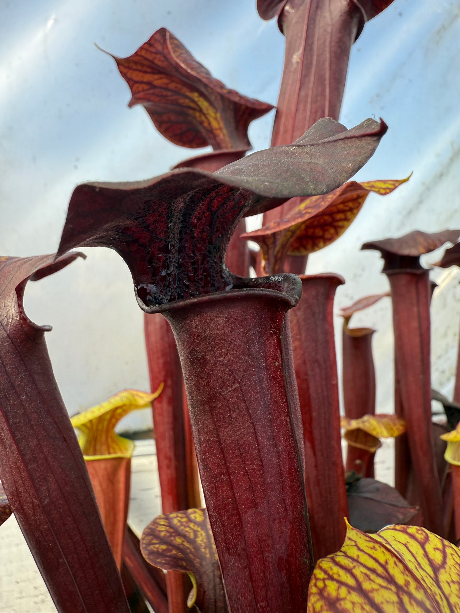 Sarracenia alata v rubrioperculata x flava v rubricorpora Potted