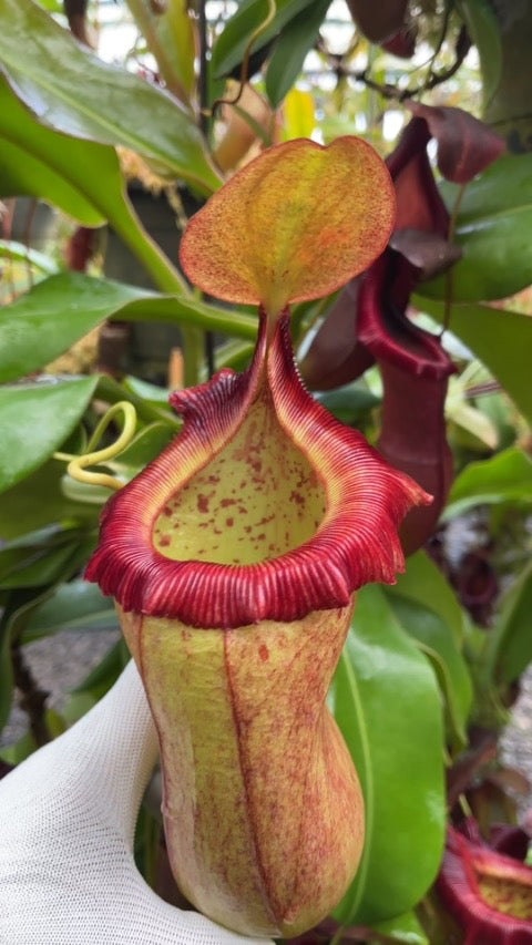 Nepenthes robcantleyi x ( sibuyanensis x ventricosa ) Potted