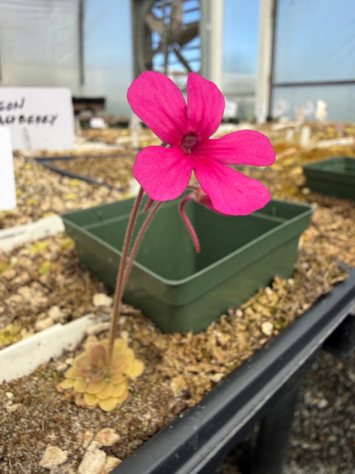 Pinguicula x “Dragonfruit Punch” BARE ROOT