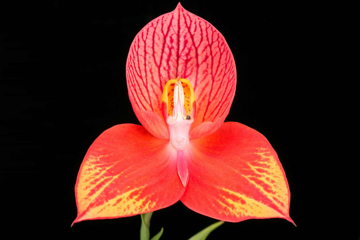 Disa Lilian Rose x Disa uniflora Potted
