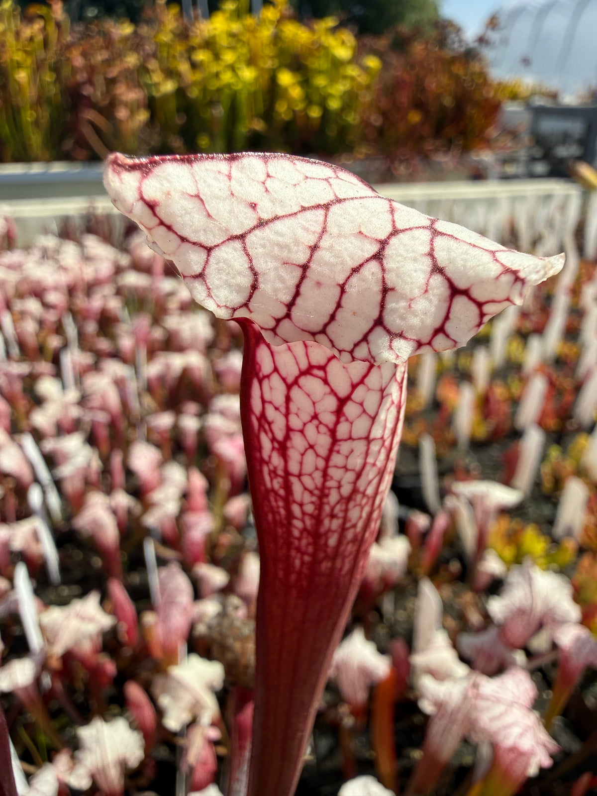 Sarracenia x ‘Pink Thing’ Potted