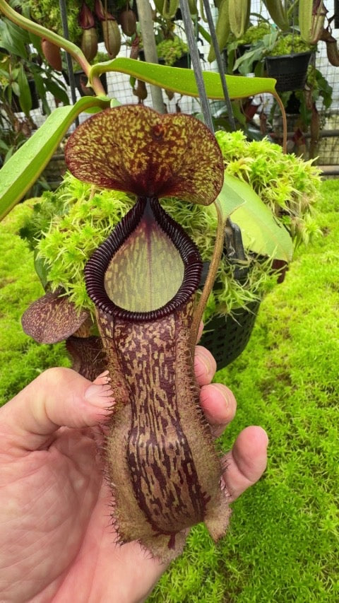 Nepenthes hamata x klossi Potted